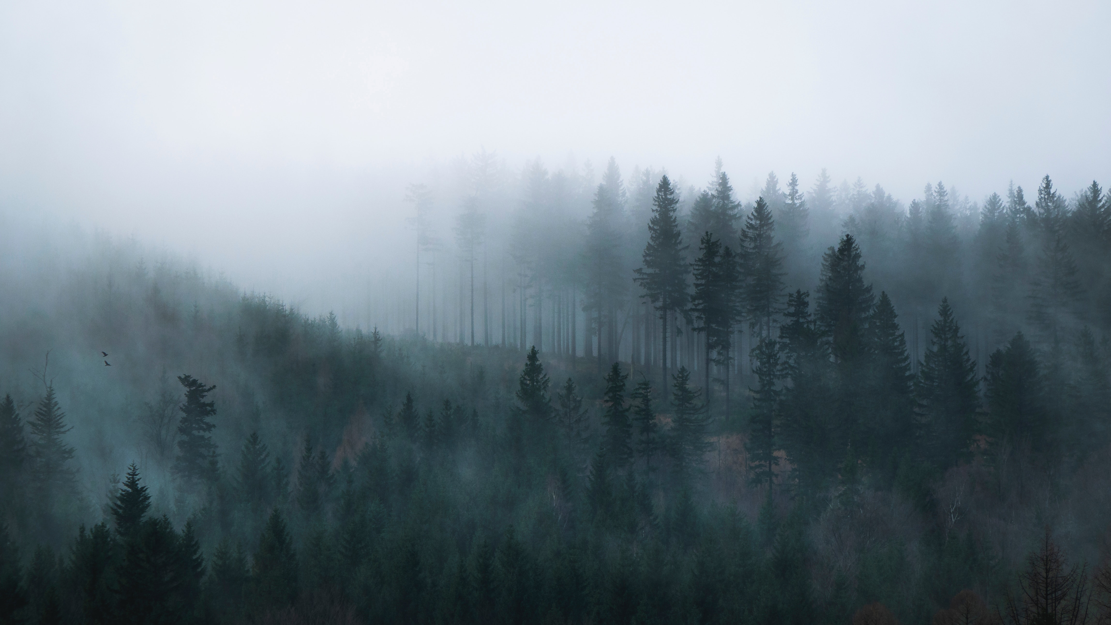 an image of a foggy cold forest